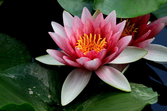 f:id:digibirds:20100613001004j:image