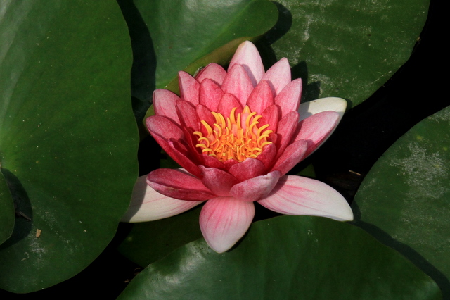 f:id:digibirds:20100613001005j:image