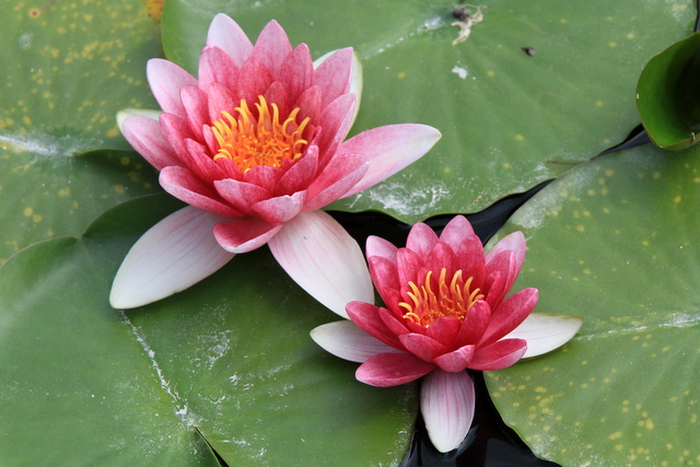 f:id:digibirds:20100613001006j:image