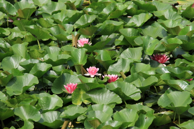 f:id:digibirds:20100613001007j:image