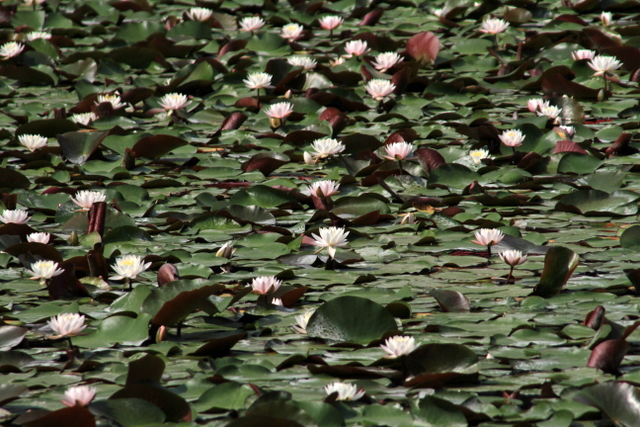 f:id:digibirds:20100613001008j:image