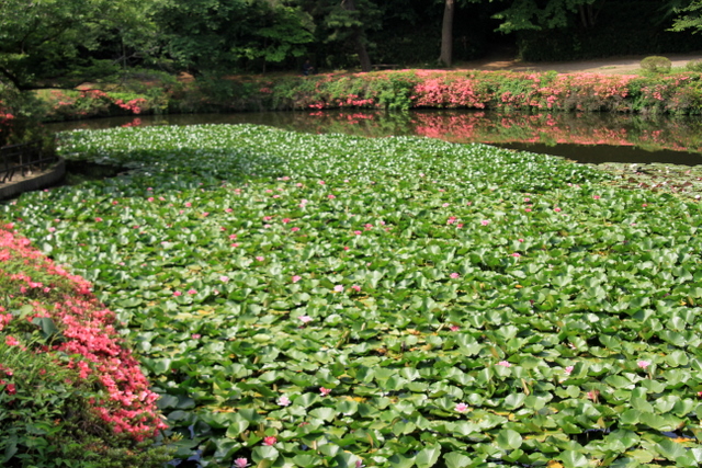 f:id:digibirds:20100613001009j:image