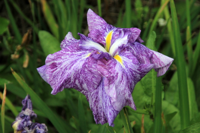 f:id:digibirds:20100613001151j:image
