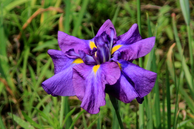 f:id:digibirds:20100613001152j:image