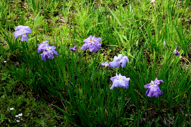 f:id:digibirds:20100613001153j:image