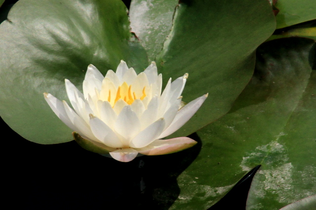 f:id:digibirds:20100613001154j:image