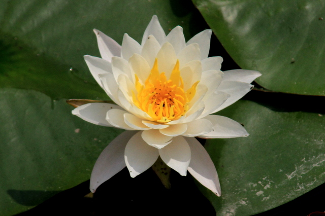 f:id:digibirds:20100613001155j:image