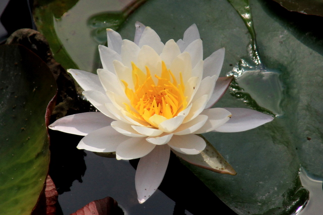 f:id:digibirds:20100613001156j:image