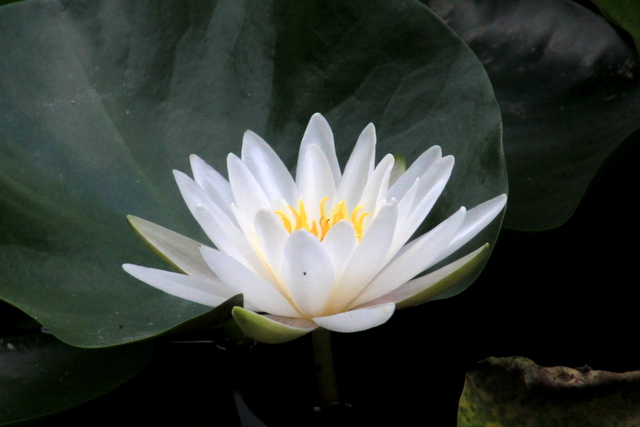 f:id:digibirds:20100613001157j:image