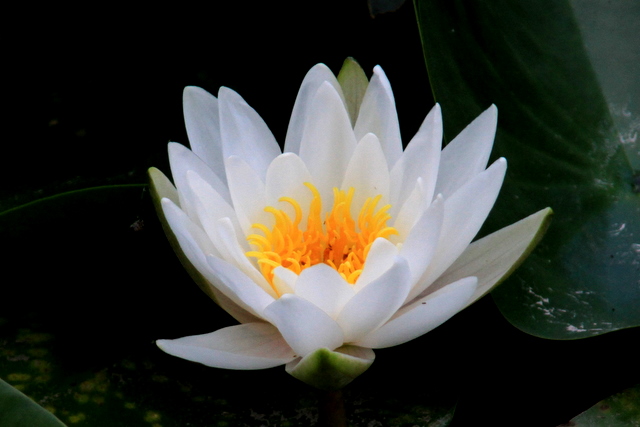 f:id:digibirds:20100613001158j:image