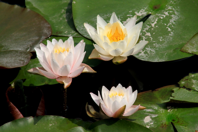 f:id:digibirds:20100613001159j:image