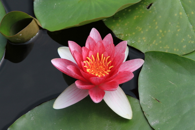f:id:digibirds:20100613001200j:image