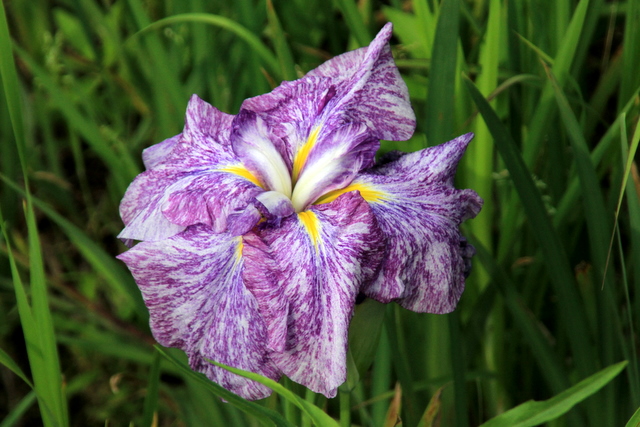 f:id:digibirds:20100613001225j:image