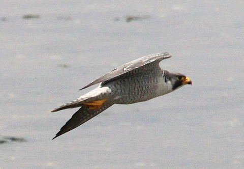 f:id:digibirds:20100614094353j:image f:id:digibirds:20100614094353j:image