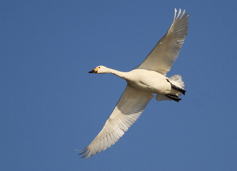 f:id:digibirds:20100614190750j:image f:id:digibirds:20100614190750j:image