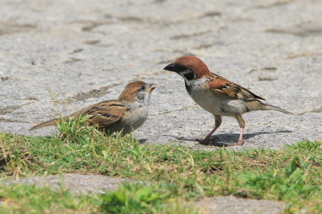 f:id:digibirds:20100616232948j:image