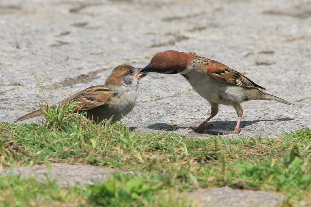 f:id:digibirds:20100616232949j:image