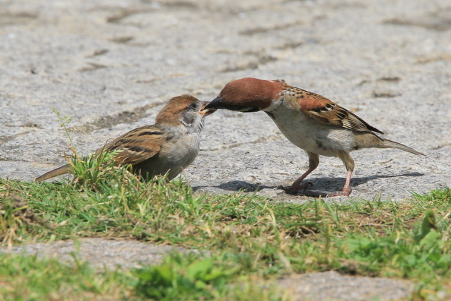 f:id:digibirds:20100616232950j:image