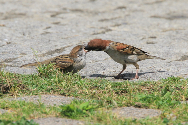 f:id:digibirds:20100616232951j:image
