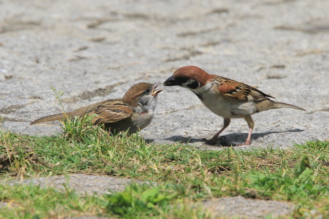 f:id:digibirds:20100616232952j:image