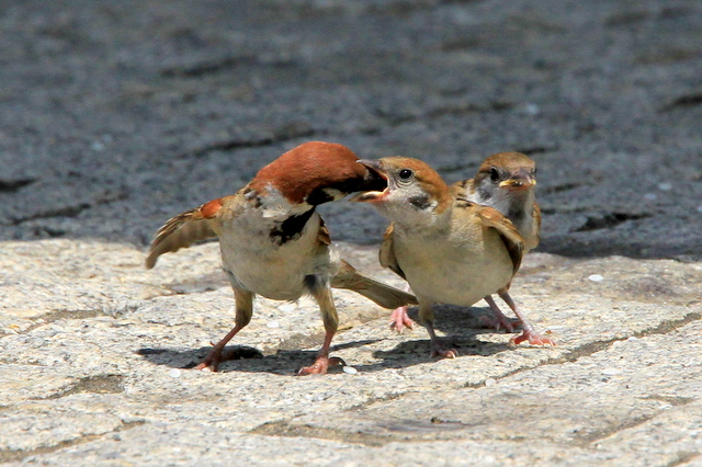 f:id:digibirds:20100616232953j:image