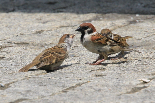 f:id:digibirds:20100616232954j:image