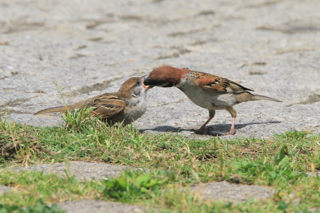 f:id:digibirds:20100616232956j:image