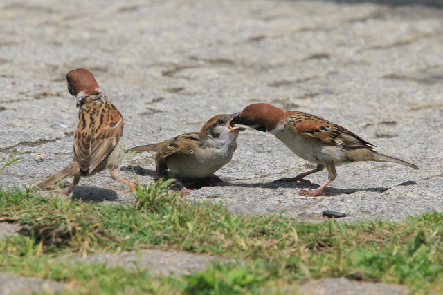f:id:digibirds:20100616232957j:image