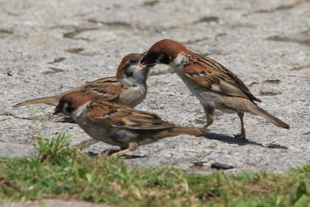 f:id:digibirds:20100616232958j:image