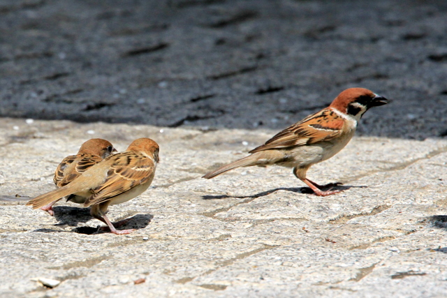 f:id:digibirds:20100616233218j:image