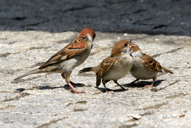 f:id:digibirds:20100616233219j:image