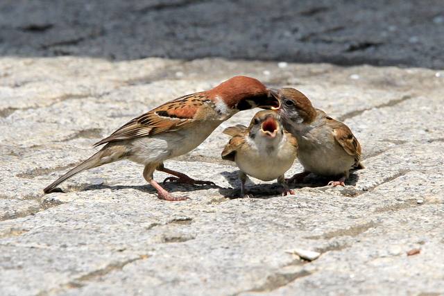 f:id:digibirds:20100616233220j:image