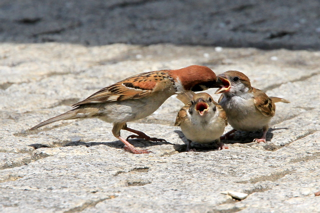 f:id:digibirds:20100616233221j:image
