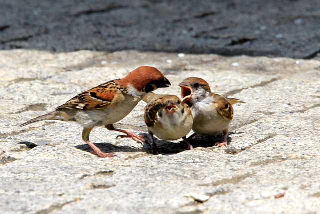 f:id:digibirds:20100616233222j:image