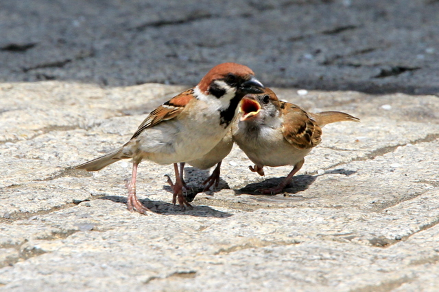 f:id:digibirds:20100616233223j:image
