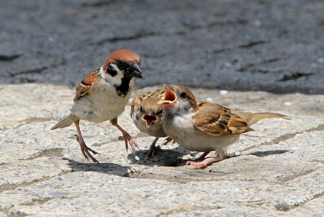 f:id:digibirds:20100616233224j:image