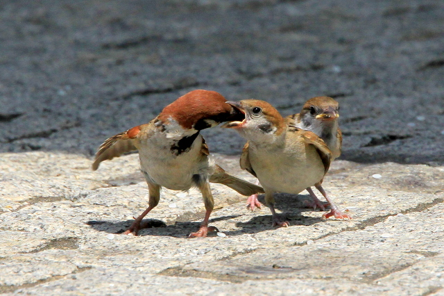 f:id:digibirds:20100616233225j:image