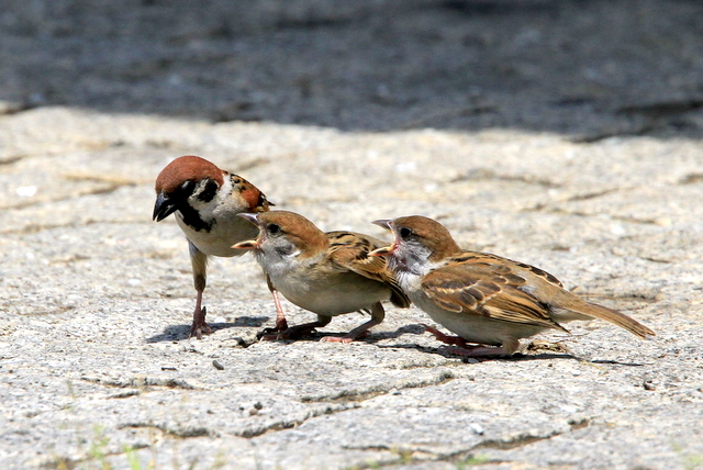 f:id:digibirds:20100616233226j:image