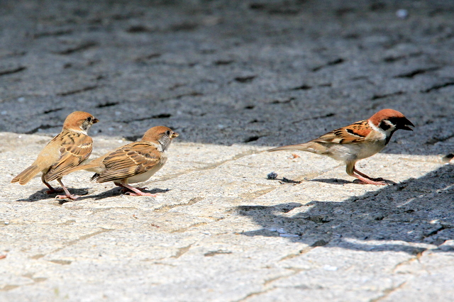 f:id:digibirds:20100617000918j:image