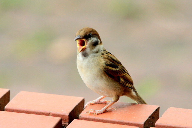f:id:digibirds:20100620002040j:image