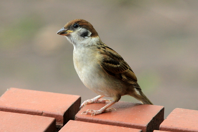 f:id:digibirds:20100620002043j:image