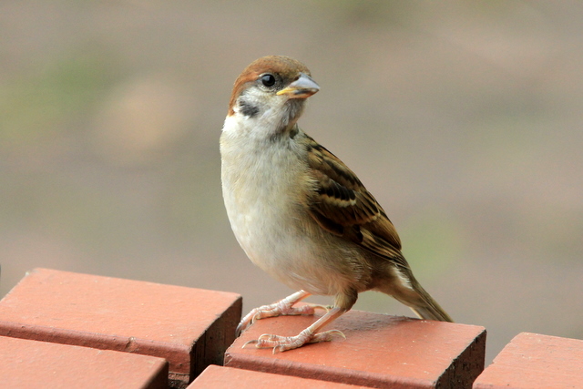 f:id:digibirds:20100620002045j:image