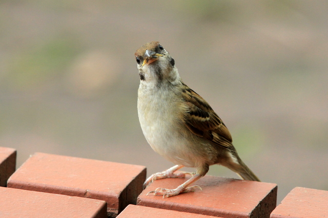 f:id:digibirds:20100620002050j:image