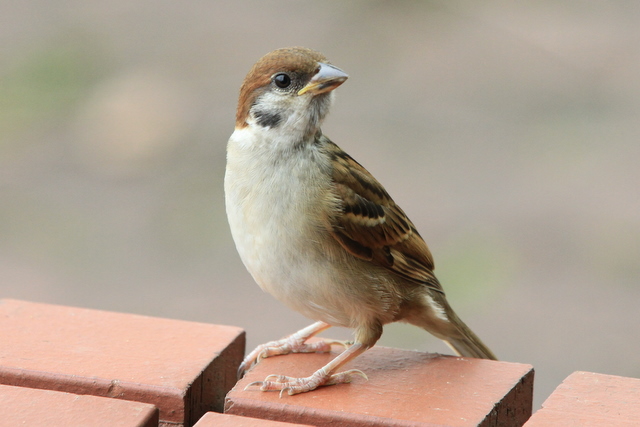 f:id:digibirds:20100620002051j:image