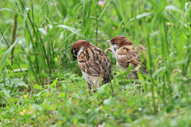 f:id:digibirds:20100620002052j:image
