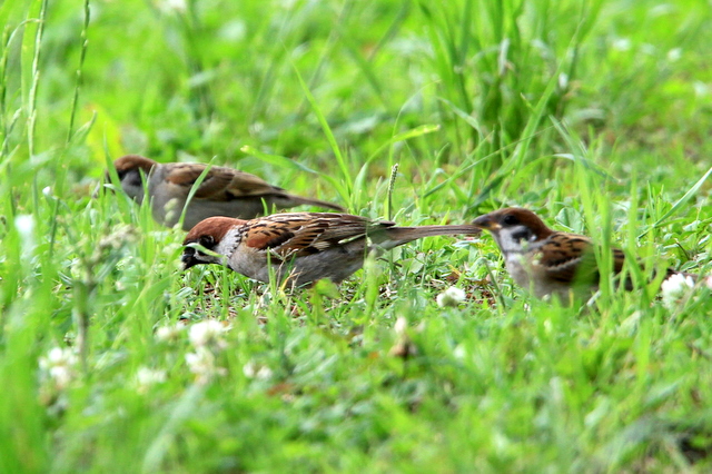 f:id:digibirds:20100620002053j:image