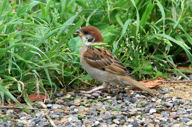 f:id:digibirds:20100620002054j:image
