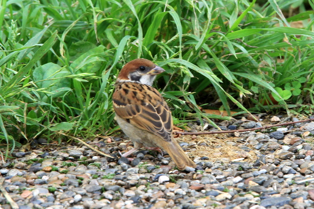 f:id:digibirds:20100620002055j:image