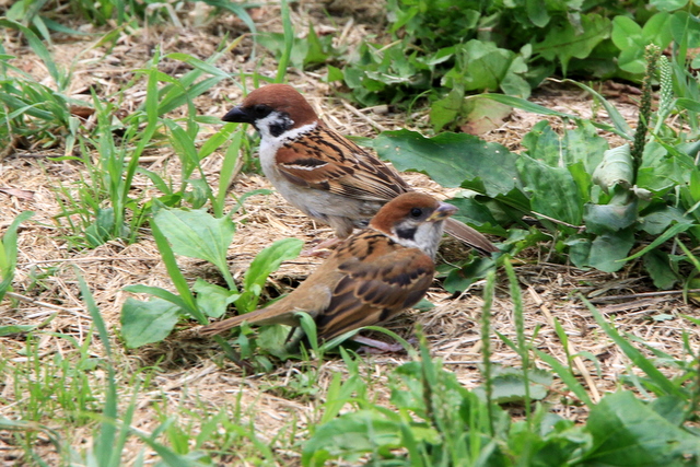 f:id:digibirds:20100620002056j:image