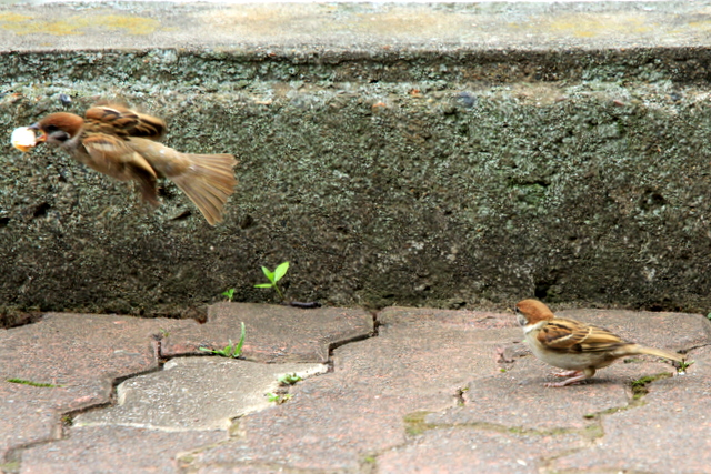 f:id:digibirds:20100620002243j:image